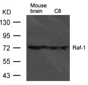 Polyclonal Antibody to Raf-1