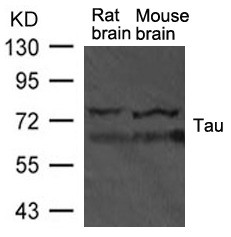 Polyclonal Antibody to Tau