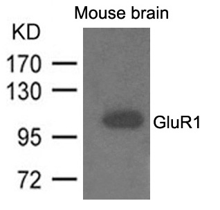 Polyclonal Antibody to GluR1