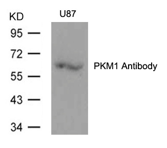 Polyclonal Antibody to PKM1