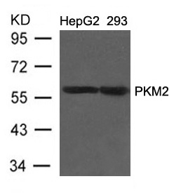 Polyclonal Antibody to PKM2