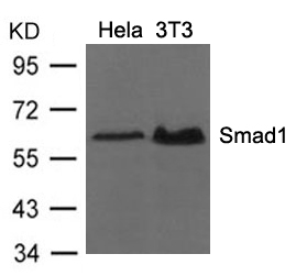 Polyclonal Antibody to Smad1 (Ab-206)