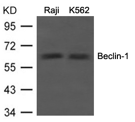 Polyclonal Antibody to Beclin-1