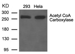 Polyclonal Antibody to Acetyl CoA Carboxylase