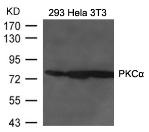 Polyclonal Antibody to PKC Alpha