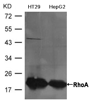 Polyclonal Antibody to RhoA