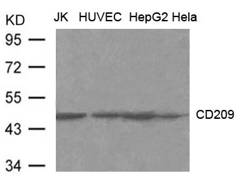 Polyclonal Antibody to CD209 (DC-SIGN)