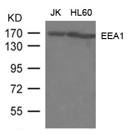 Polyclonal Antibody to EEA1