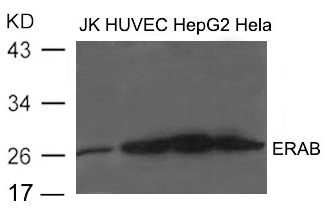 Polyclonal Antibody to ERAB