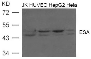 Polyclonal Antibody to ESA (FLOT2)