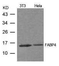 Polyclonal Antibody to FABP4