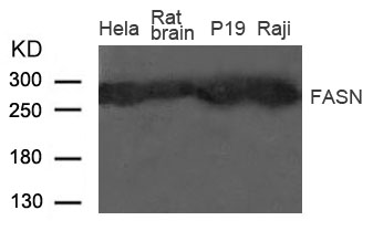 Polyclonal Antibody to Fatty Acid Synthase (FASN)