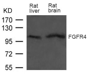 Polyclonal Antibody to FGFR4