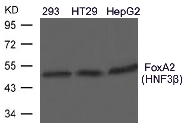 Polyclonal Antibody to FoxA2(HNF3beta)