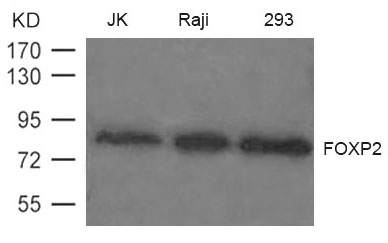 Polyclonal Antibody to FOXP2