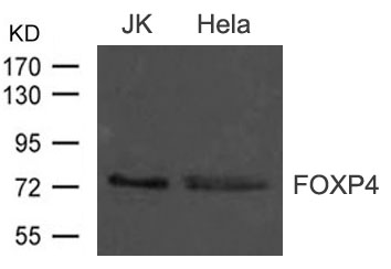 Polyclonal Antibody to FOXP4