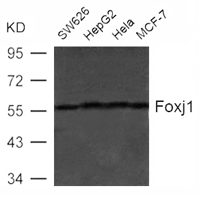 Polyclonal Antibody to Foxj1 (HFH4)