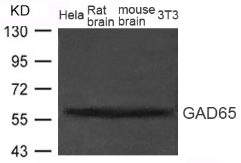 Polyclonal Antibody to GAD65 (GAD2)