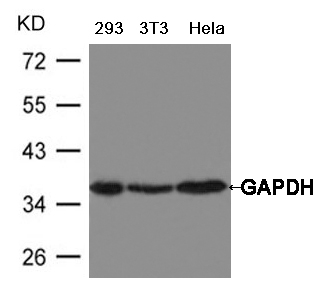 Polyclonal Antibody to GAPDH