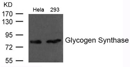 Polyclonal Antibody to Glycogen Synthase