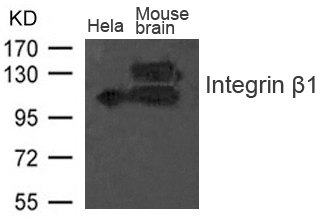 Polyclonal Antibody to Integrin beta1 (CD29)