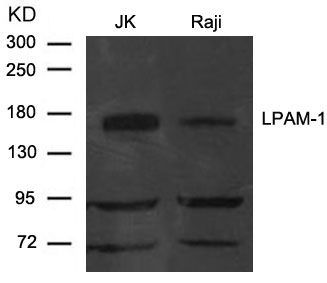 Polyclonal Antibody to LPAM-1(Integrin  Alpha4, CD49d)