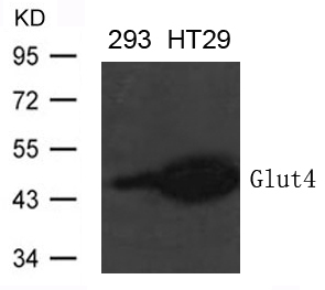 Polyclonal Antibody to Glut4