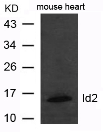 Polyclonal Antibody to Id2