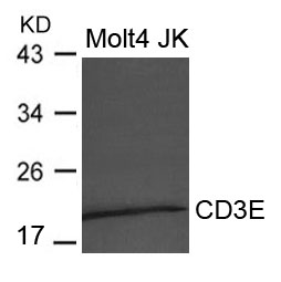 Polyclonal Antibody to CD3E