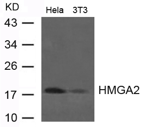 Polyclonal Antibody to HMGA2