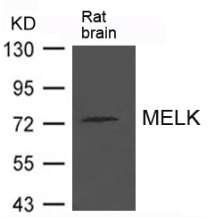 Polyclonal Antibody to MELK