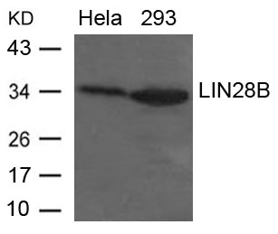 Polyclonal Antibody to LIN28B