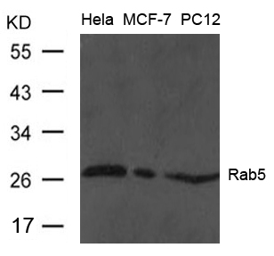 Polyclonal Antibody to Rab5