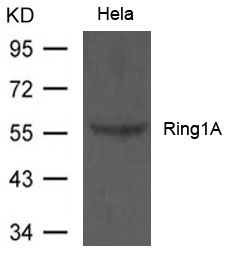 Polyclonal Antibody to Ring1A