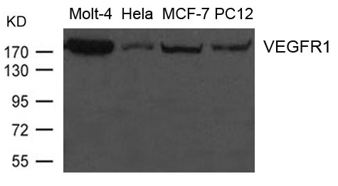 Polyclonal Antibody to VEGFR1