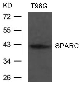 Polyclonal Antibody to SPARC