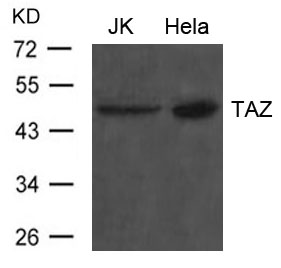 Polyclonal Antibody to TAZ