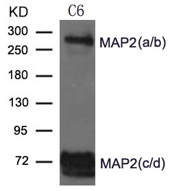 Polyclonal Antibody to MAP2