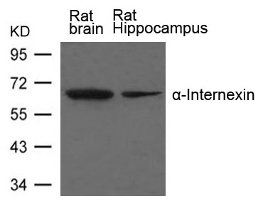 Polyclonal Antibody to  Alpha-Internexin