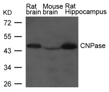 Polyclonal Antibody to CNPase