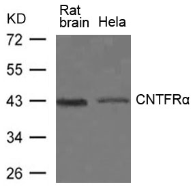 Polyclonal Antibody to CNTFR Alpha