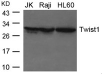 Polyclonal Antibody to Twist1