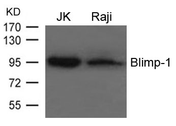 Polyclonal Antibody to Blimp-1