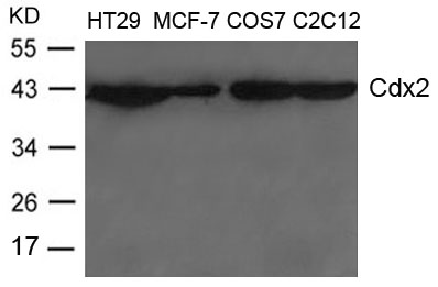 Polyclonal Antibody to Cdx2