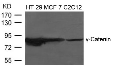 Polyclonal Antibody to  Gamma-Catenin Antibody