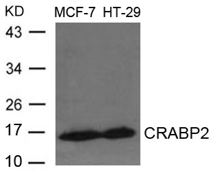 Polyclonal Antibody to CRABP2 