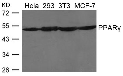 Polyclonal Antibody to PPAR Gamma