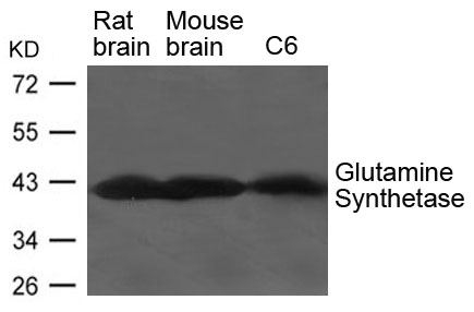 Polyclonal Antibody to Glutamine Synthetase  