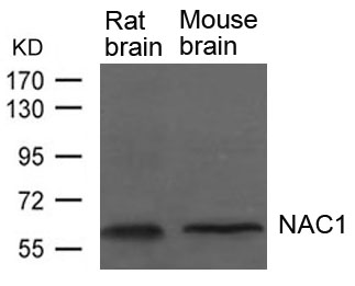 Polyclonal Antibody to NAC1