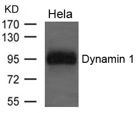 Polyclonal Antibody to Dynamin 1 